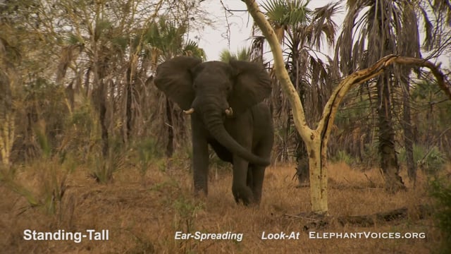 Standing-Tall. Context: Conflict & Confrontation (15)