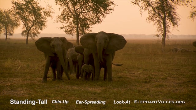 Standing-Tall. Context: Conflict & Confrontation (17)