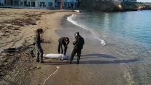 Apareix un dofí mort a La Plaja
