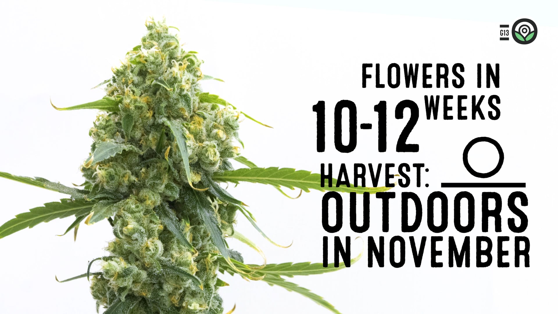 G13 Feminized Cannabis Seeds