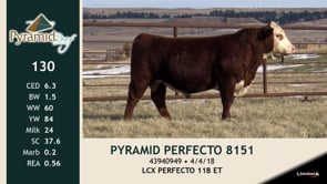 Lot #130 - PYRAMID PERFECTO 8151