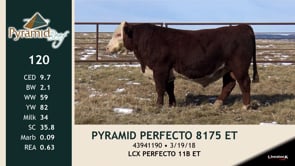 Lot #120 - PYRAMID PERFECTO 8175 ET