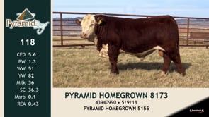 Lot #118 - PYRMID HOMEGROWN 8173