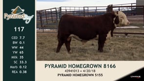 Lot #117 - PYRMID HOMEGROWN 8166
