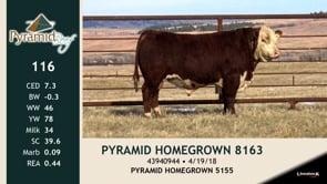 Lot #116 - PYRMID HOMEGROWN 8163