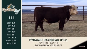 Lot #111 - PYRAMID DAYBREAK 8131