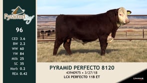 Lot #96 - PYRAMID PERFECTO 8120