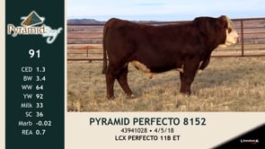 Lot #91 - PYRAMID PERFECTO 8152