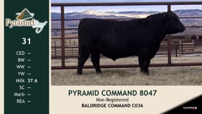 Lot #31 - PYRAMID COMMAND 8047