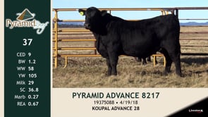 Lot #37 - PYRAMID ADVANCE 8217