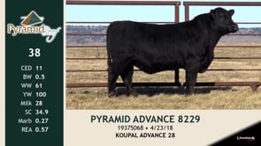 Lot #38 - PYRAMID ADVANCE 8229
