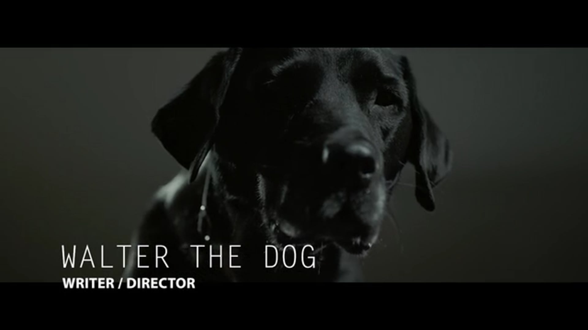 Will Haigh Film-maker Showreel November 2019