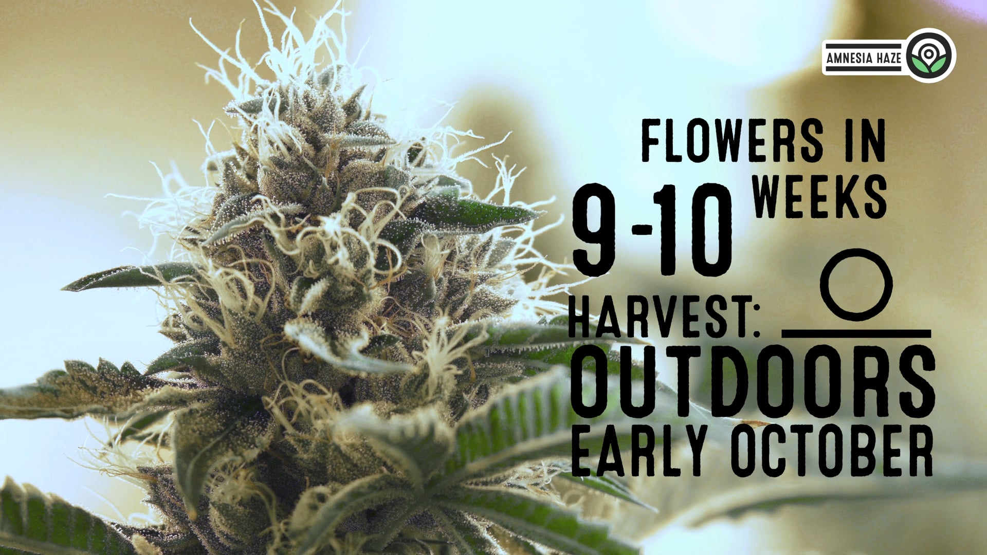 Amnesia Haze Feminized Cannabis Seeds