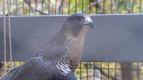 New Raptor Exhibit at Cameron Park Zoo