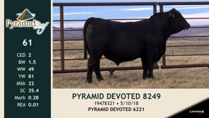 Lot #61 - PYRAMID DEVOTED 8249