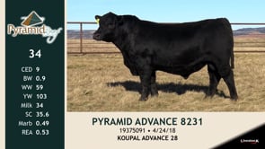 Lot #34 - PYRAMID ADVANCE 8231