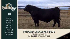 Lot #10 - PYRAMID STEADFAST 8076