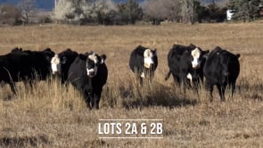 Lot #2A - 24 ANGUS AND BLACK BALDY 3 YO COWS