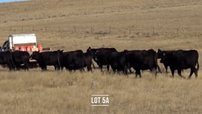 Lot #5A - 15 ANGUS AND BALDY BRED HEIFERS