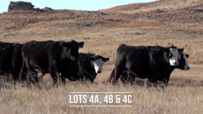 Lot #4A - 25 F1 BLACK BALDY BRED HEIFERS