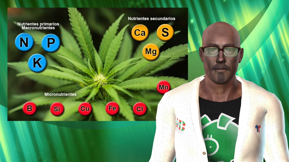 Tipos de Nutrientes en la planta del cannabis