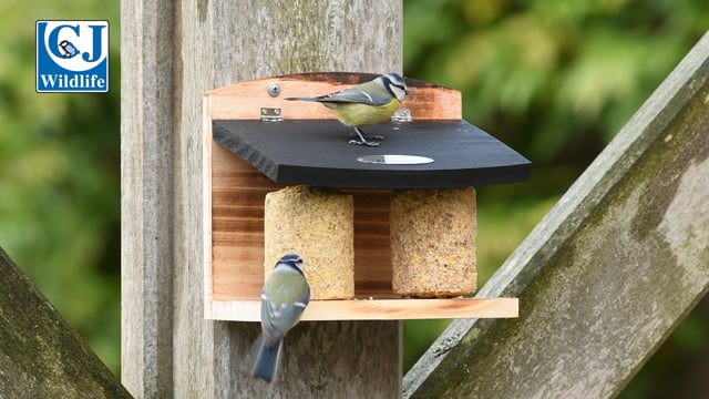 CJ Wildlife Acadia Duo Feeder