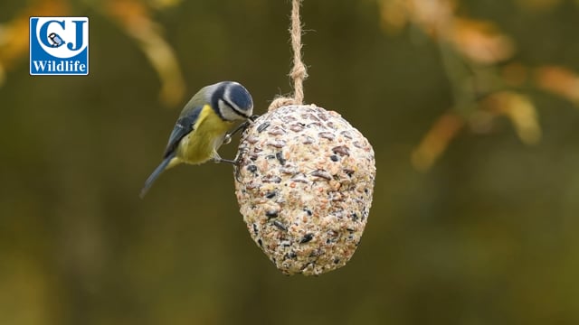 CJ Wildlife Suet Pine Cone Treat