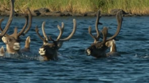 Seal River Watershed - Indigenous And Protected