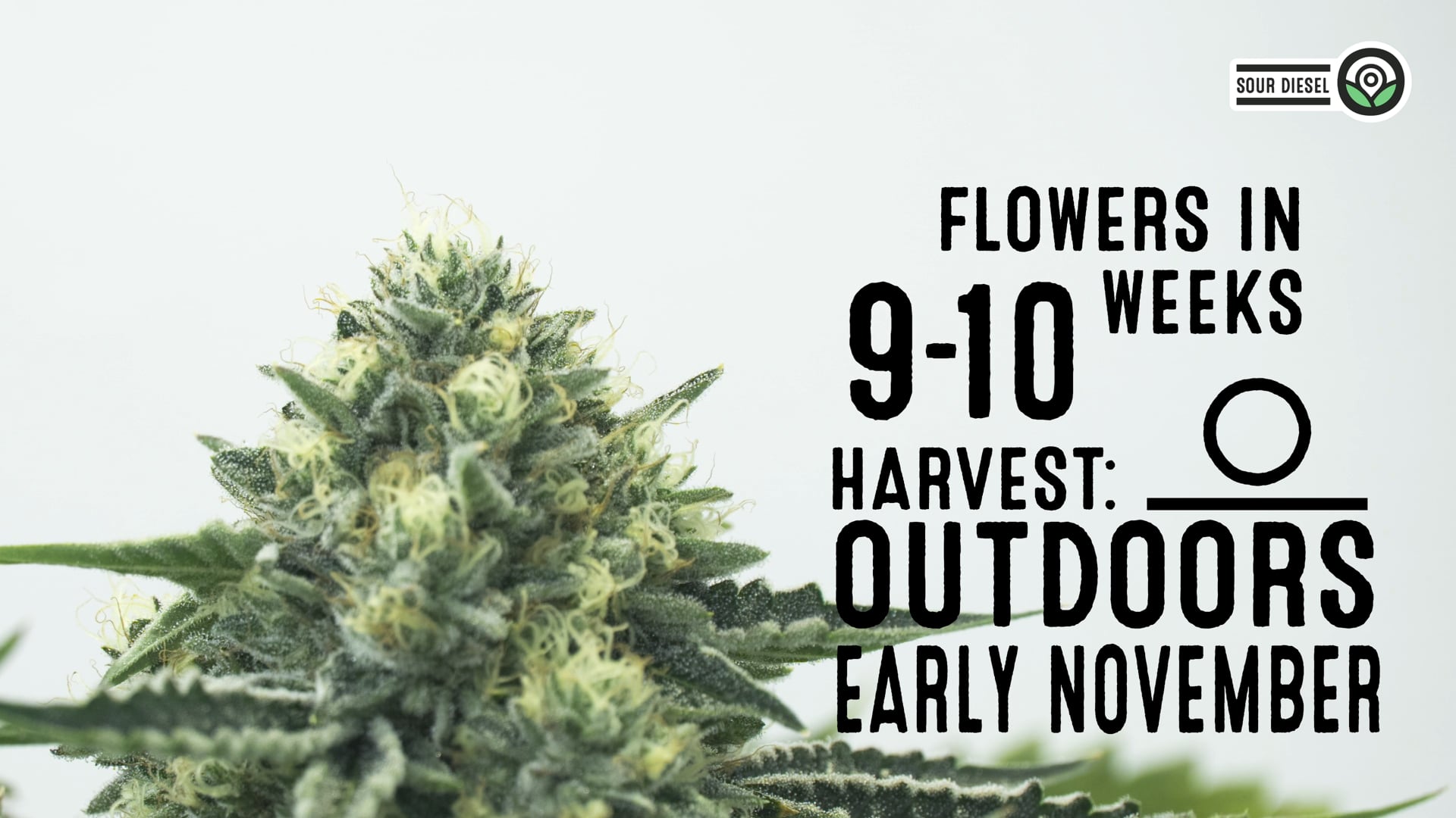 Sour Diesel Feminized Cannabis Seeds