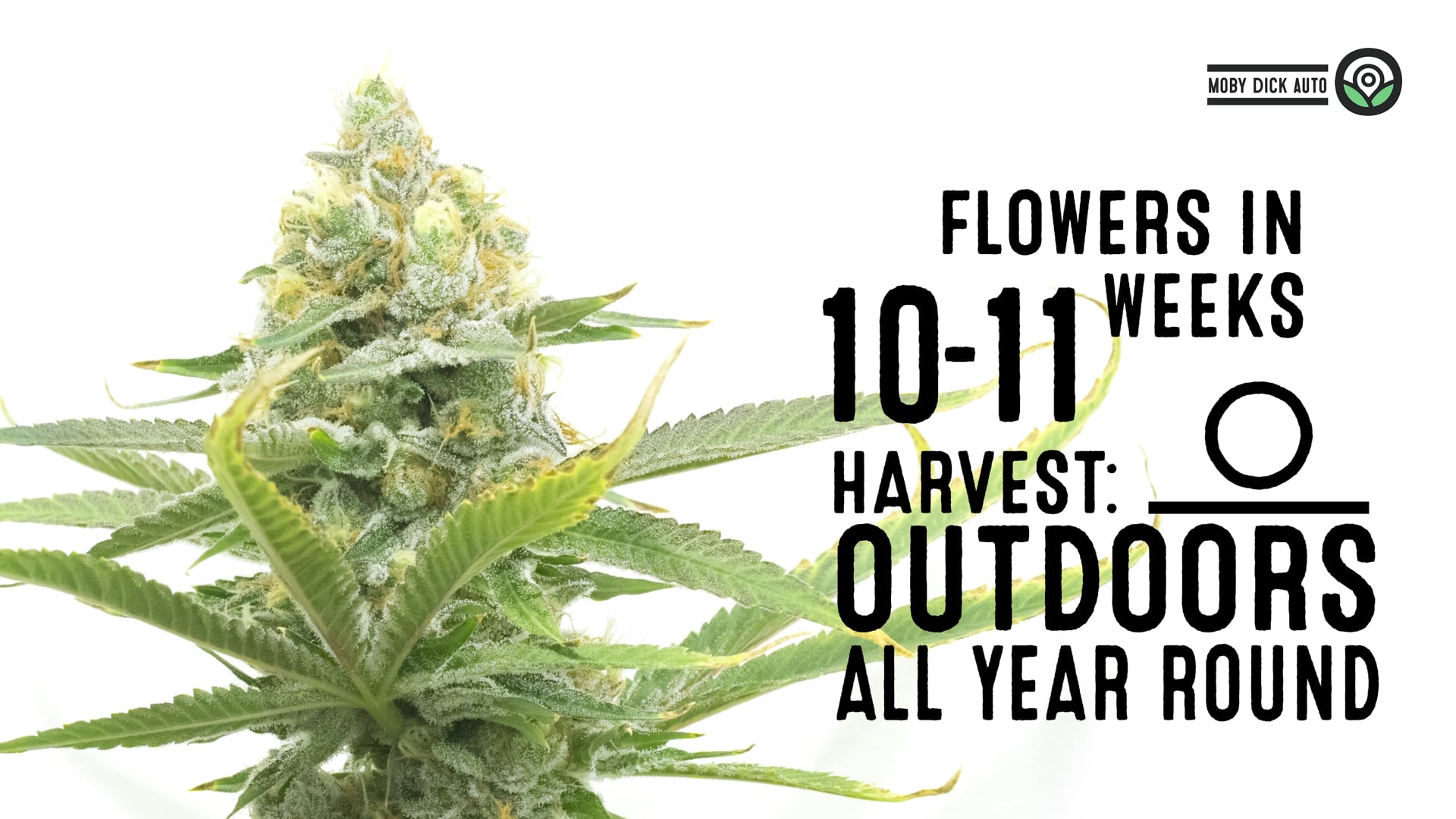 Moby Dick Autoflower Cannabis Seeds