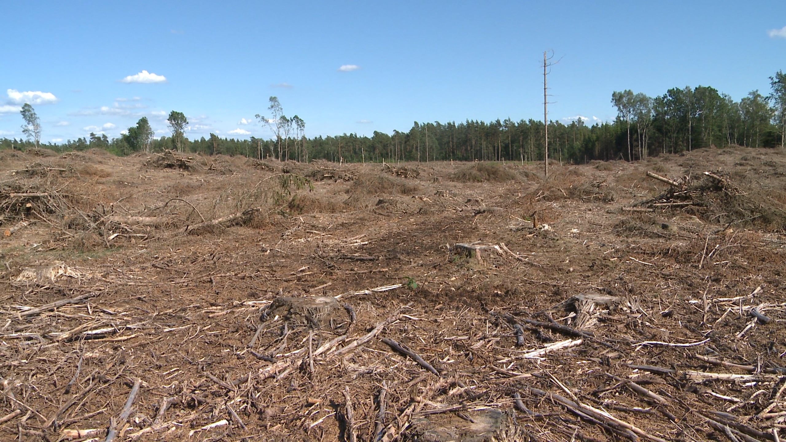 Anders Lindroth - one of the participants in upcoming film on forestry ...