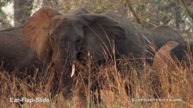 Ear-Flap-Slide. Context: Avoidance (1)