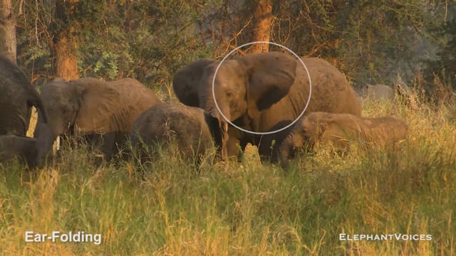 Ear-Folding. Context: Aggressive (8)