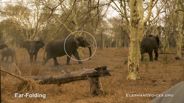 Ear-Folding. Context: Aggressive (7)