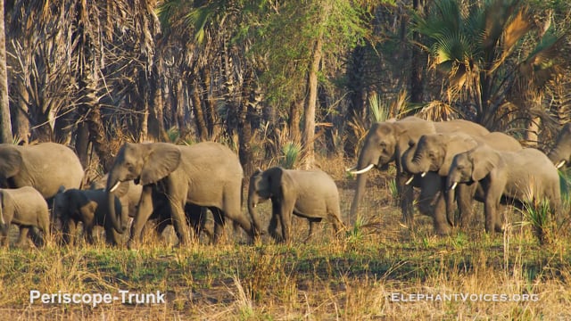 Periscope-Trunk. Context: Attentive (6)