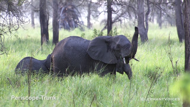 Periscope-Trunk. Context: Vigilance (15)