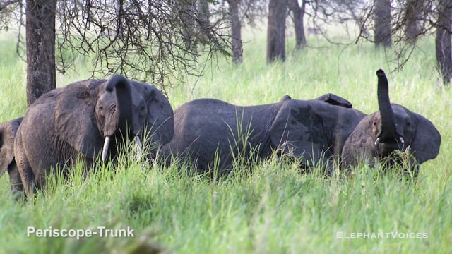 Periscope-Trunk. Context: Vigilance (16)