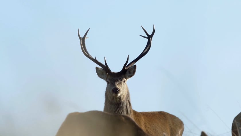 vimeo-video-thumbnail
