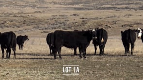 Lot #1A - 10 F1 BLACK BALDY BRED HEIFERS
