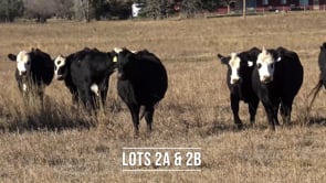 Lot #2B - 20 ANGUS AND BLACK BALDY BRED 3 YO COWS