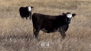 Lot #1B - 10 F1 BLACK BALDY BRED HEIFERS