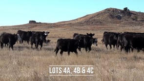 Lot #4C - 15 F1 BLACK BALDY BRED HEIFERS