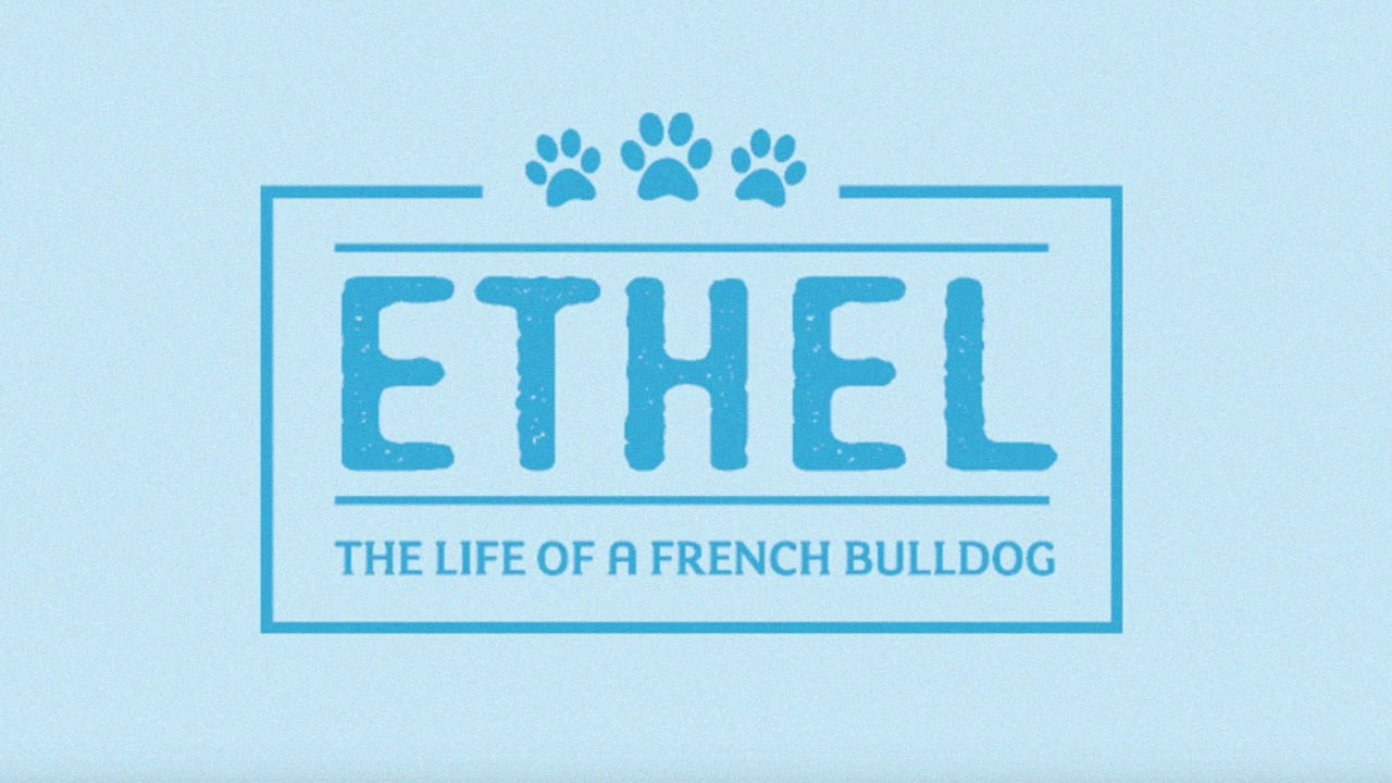 French Bulldog  Episode 2 - The Life of Ethel - A trip to the park