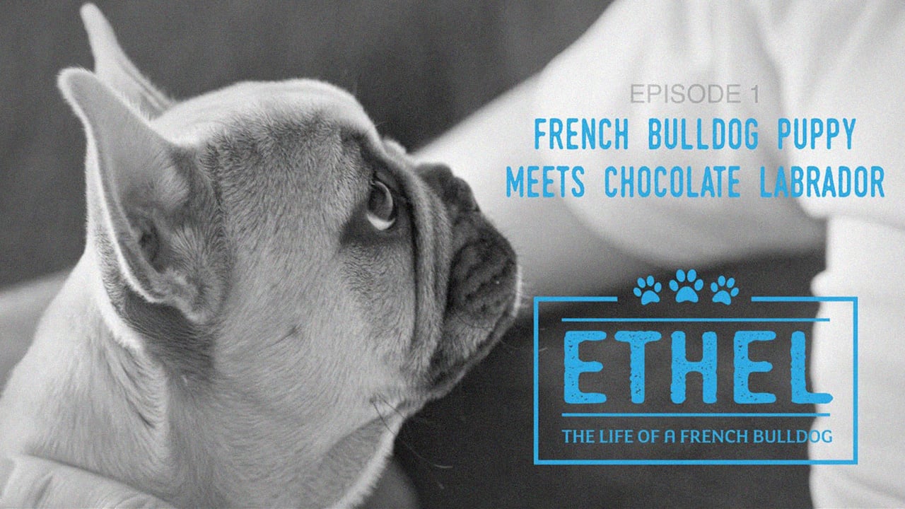 French Bulldog Episode 1 - The Life of Ethel - French Bulldog Puppy meets a Chocolate Labrador