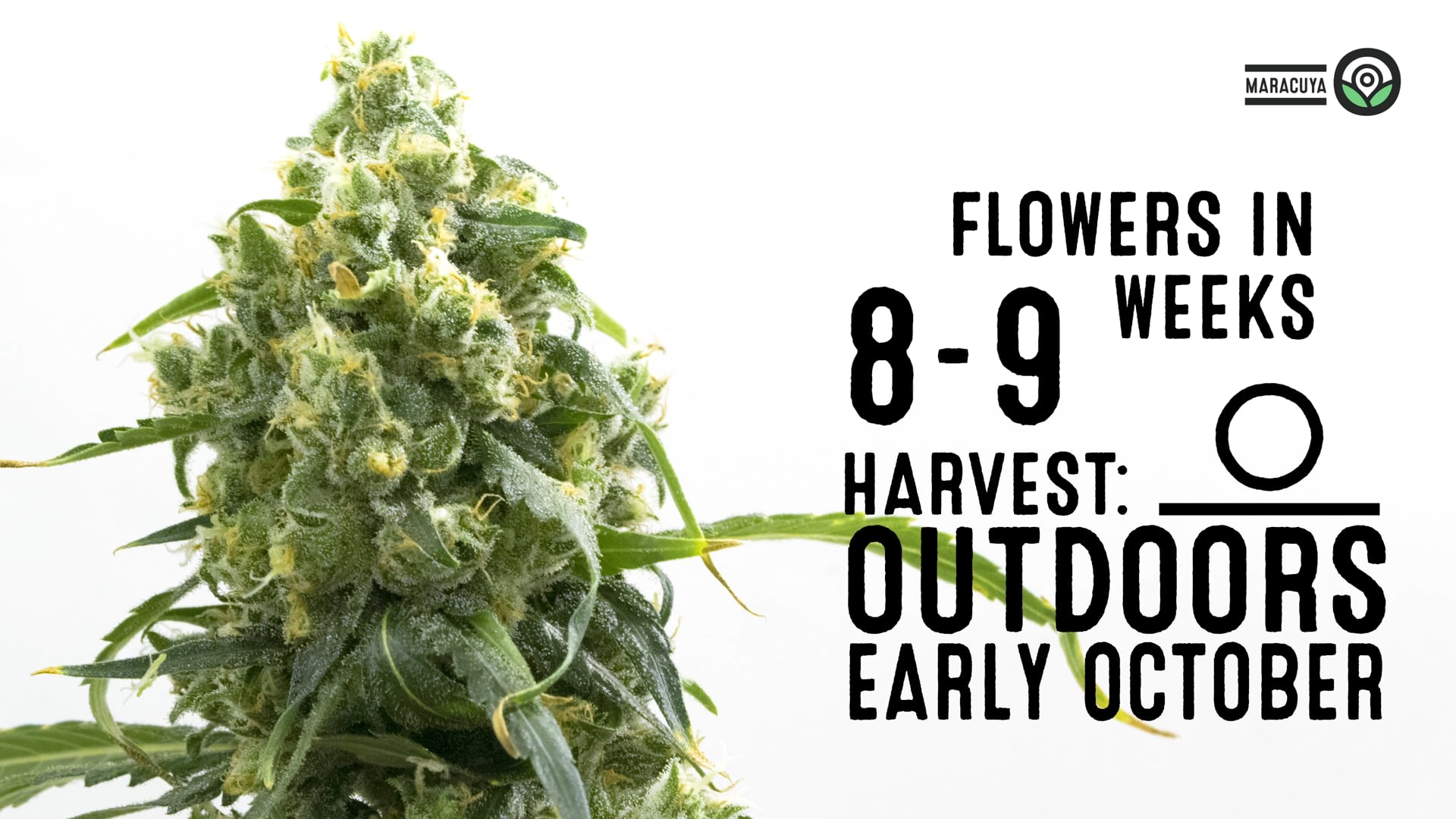 Maracuya Feminized Cannabis Seeds