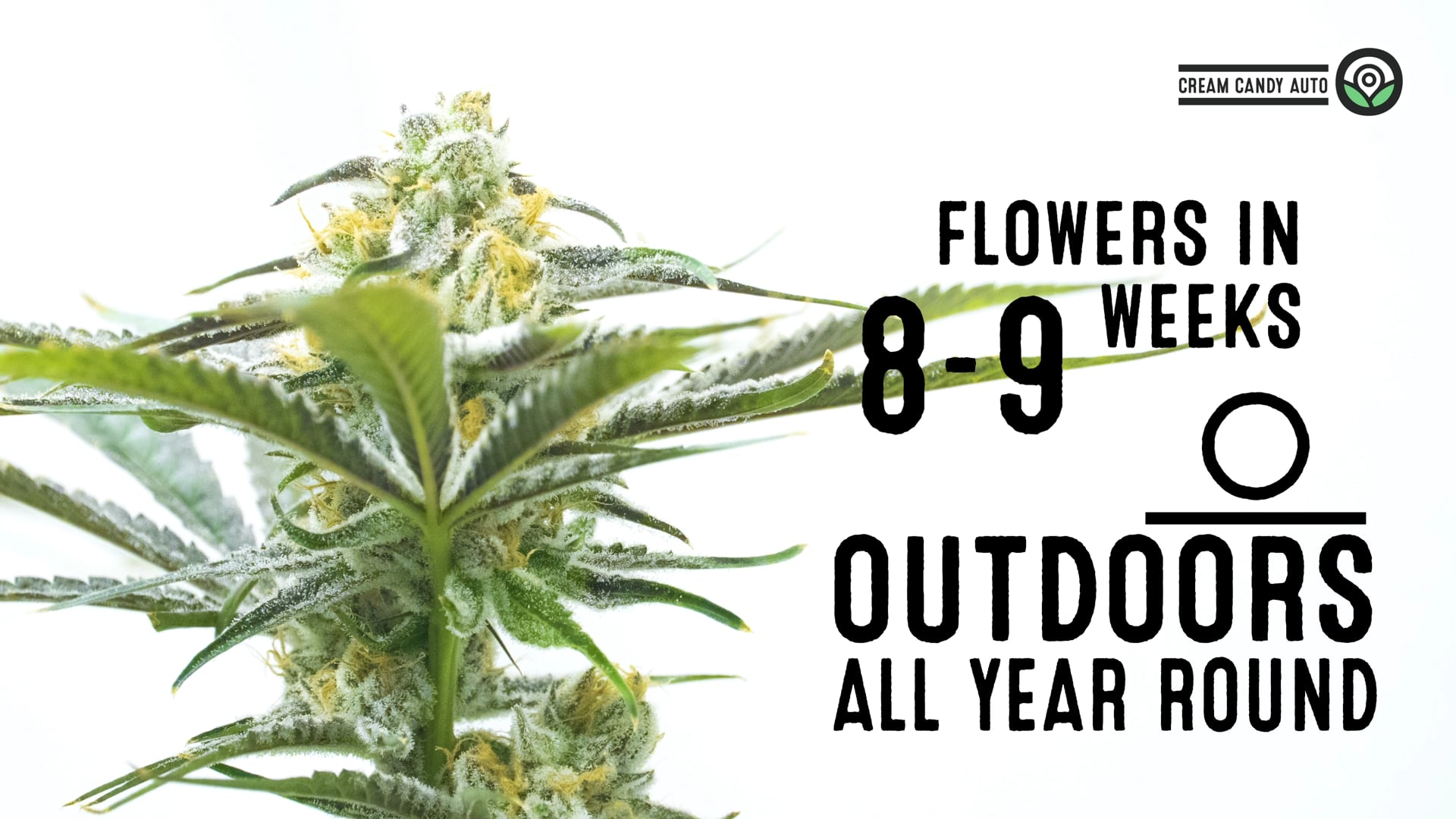 Candy Cream Autoflower Cannabis Seeds