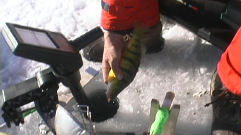 TDA E2 - Perch & Night Crappies