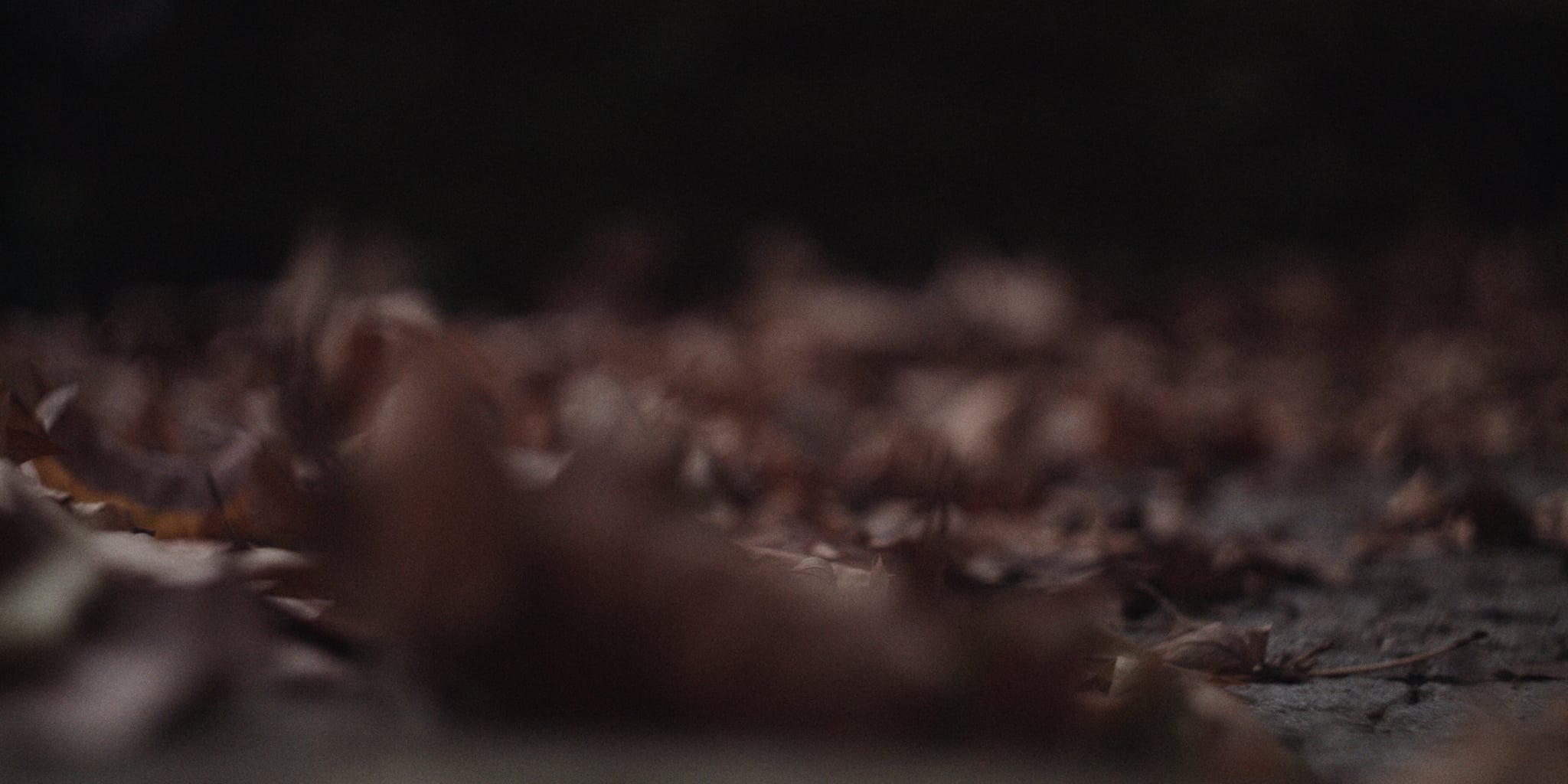 Autumn Leaves