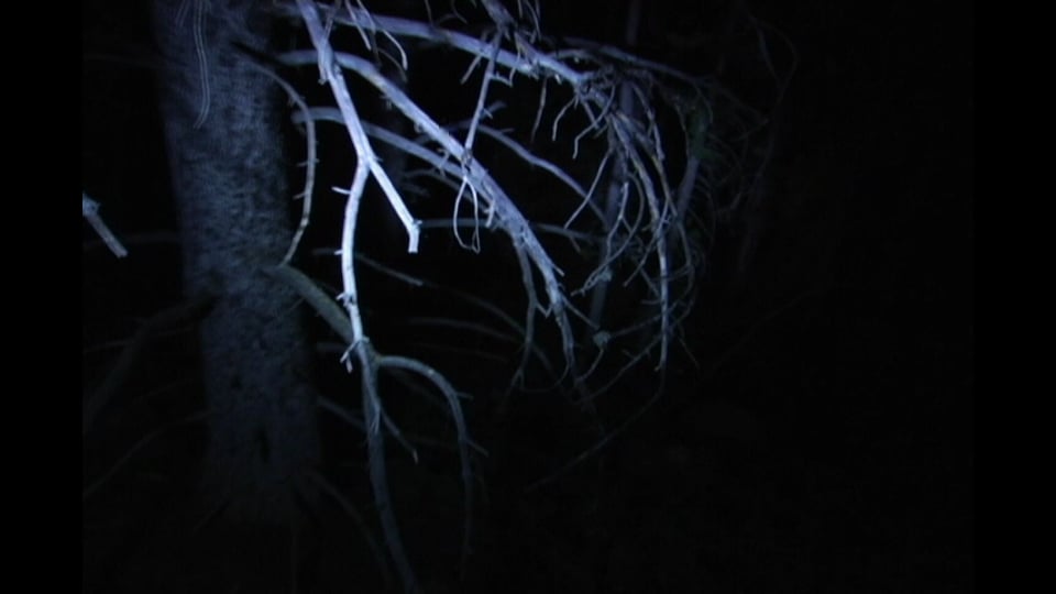 Tracking Sasquatch (field report #2)