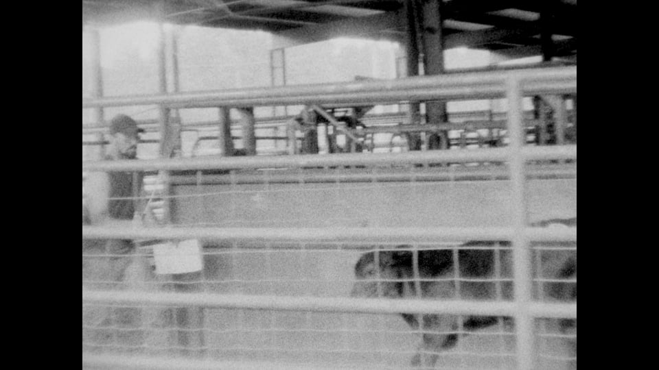 Livestock